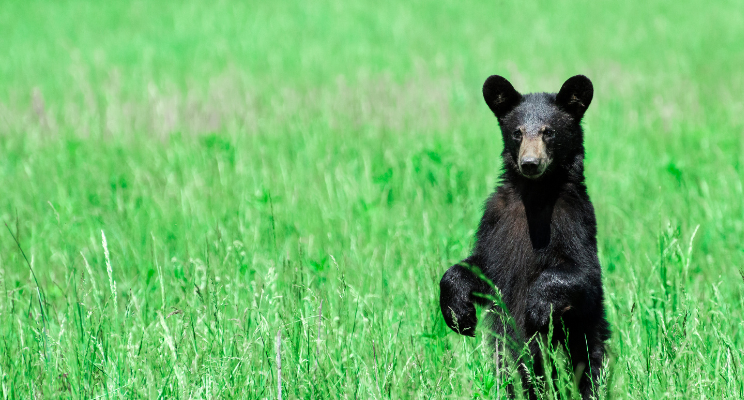 black bear standing in a green field