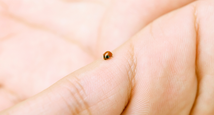 close up of a ladybug on a hand